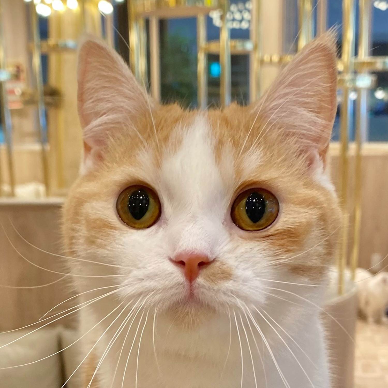 たいしょー